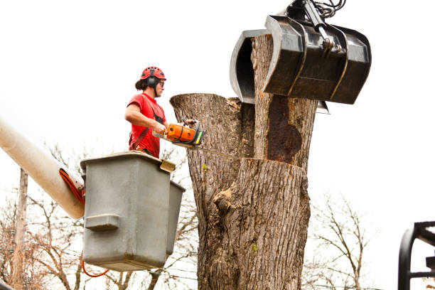 Best Residential Tree Removal  in USA